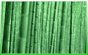 Holz