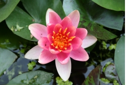 Seerose